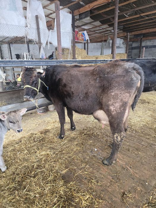 Бұзаулы сиыр сатылады