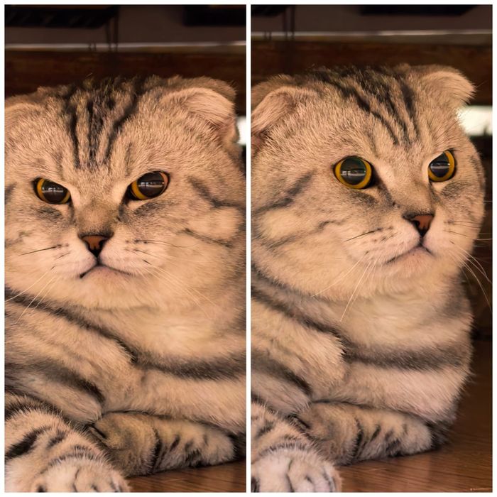 Шотландский вислоухий кот