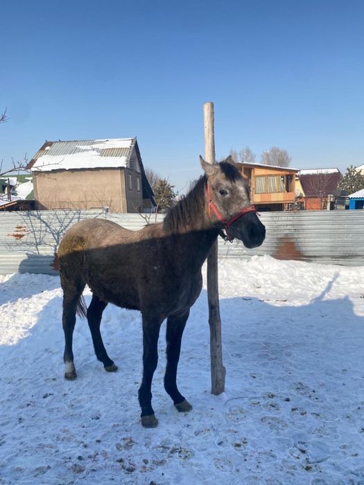850 000.срочно таза кан байтал сатылады.