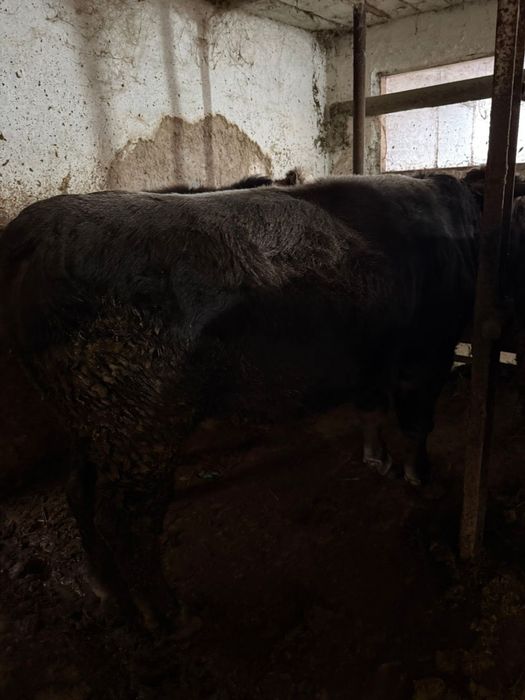 Быки на продажу