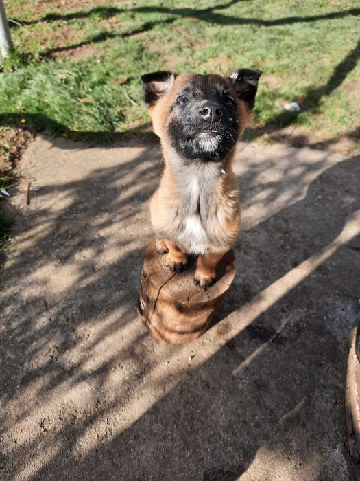 Белгийска овчарка Малиноа