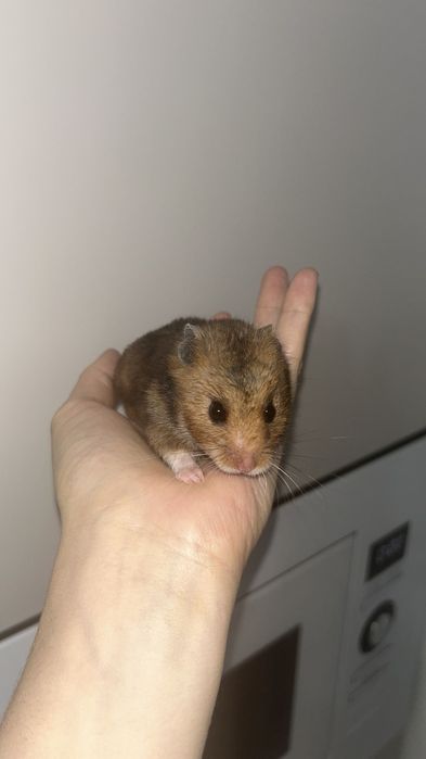 Хомяк сирийский мальчик