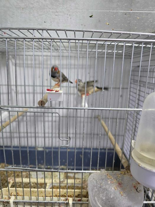 Zebre australiene de vanzare