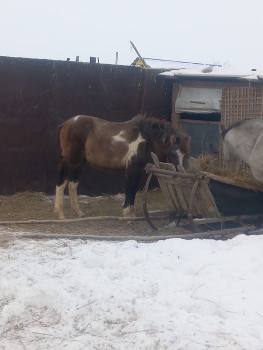 Кабыла с жеребенком