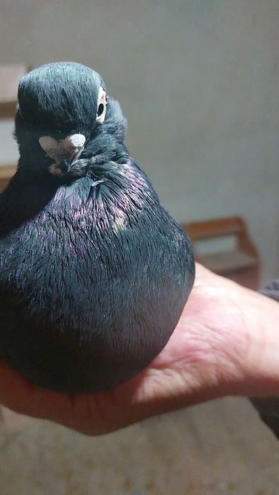 Кептер. Голуби. Красный. Соч.