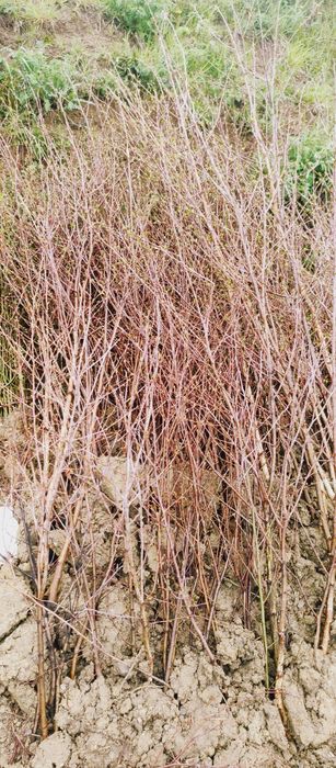 Puieti mesteacan anul 2.3 trimit prin curier rapid in tara