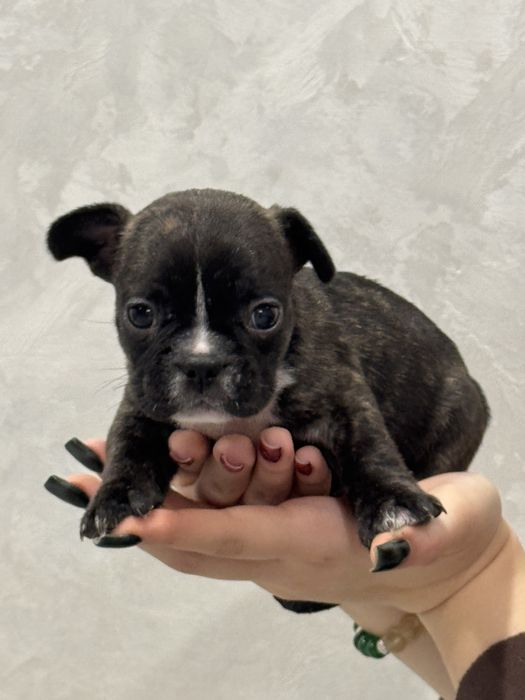 Щенки Французкого будьдога