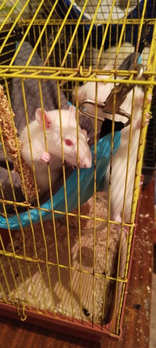 Продам крысят Альбиносов.