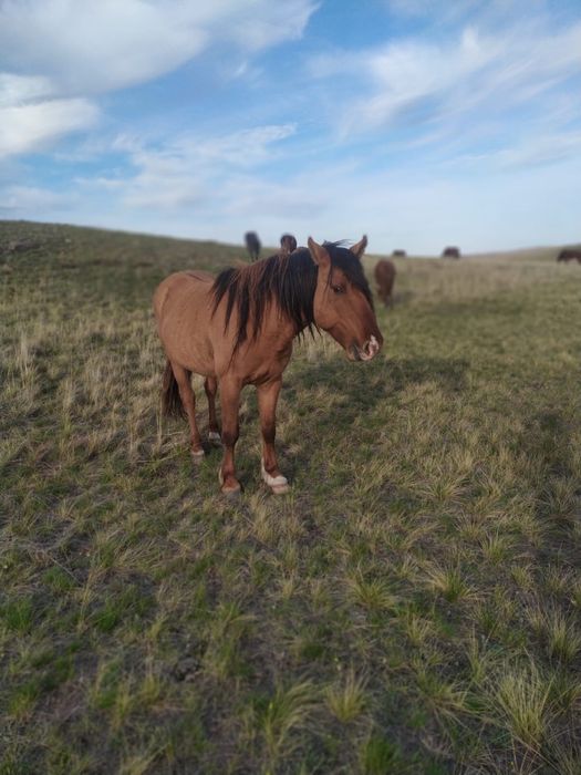Продается Айгыр