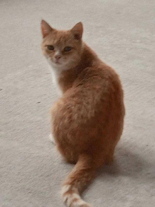 Кошечка 7 месяцев ищет хозяев.