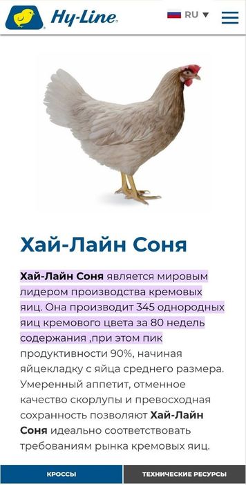 Цыплята 100 % курочки несушки Хай Лайн соня. Жужалар Jojalar