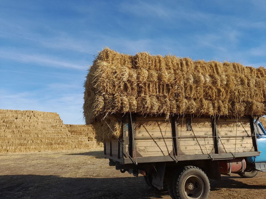 Камыс сабан бар жеткізу тегін