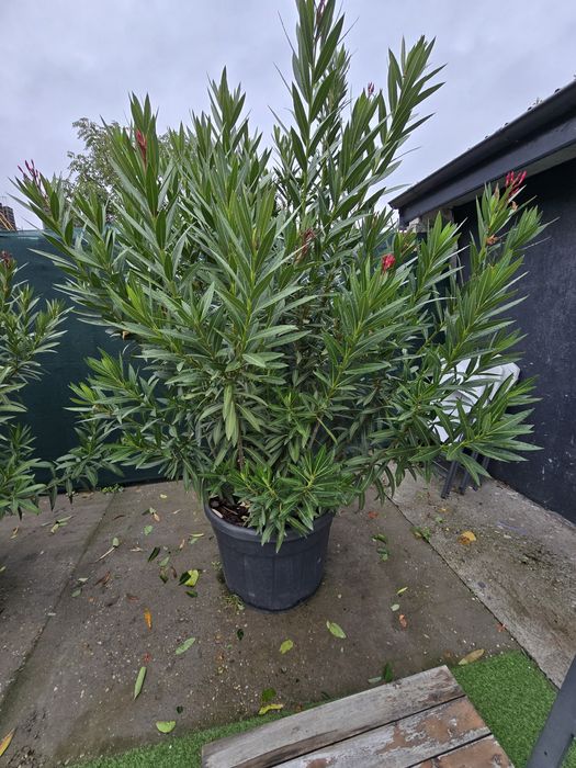 Leandru inălțime 270 cm