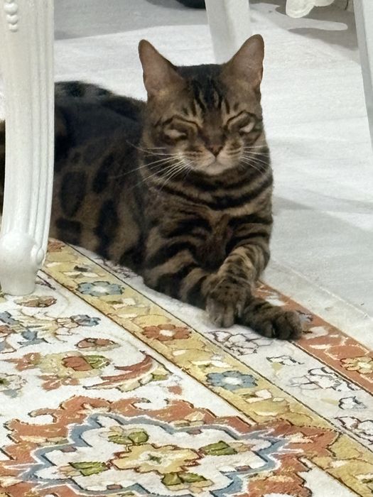 Леопардовая кошка