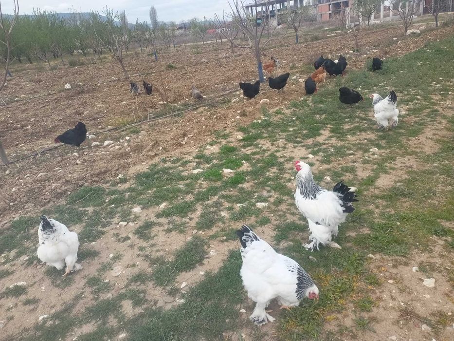 Домашни яйца от свободни  кокошки за консумация и оплодени.