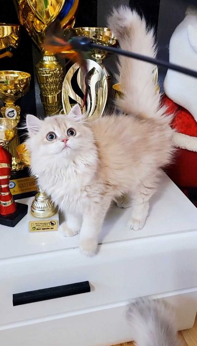 Fetita british longhair culoare rara - lilac golden