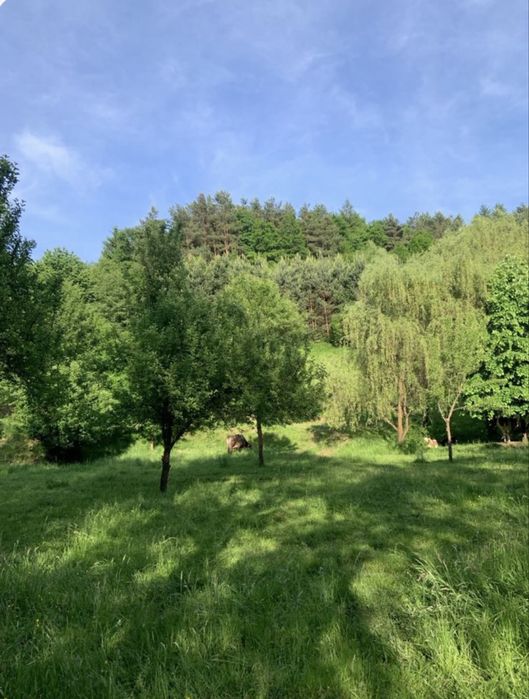 DE VÂNZARE – CASĂ + TEREN + PASUNE in Sighetul Marmatiei