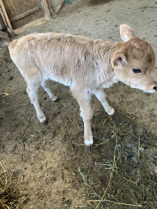 Продам телочку хорошей породы