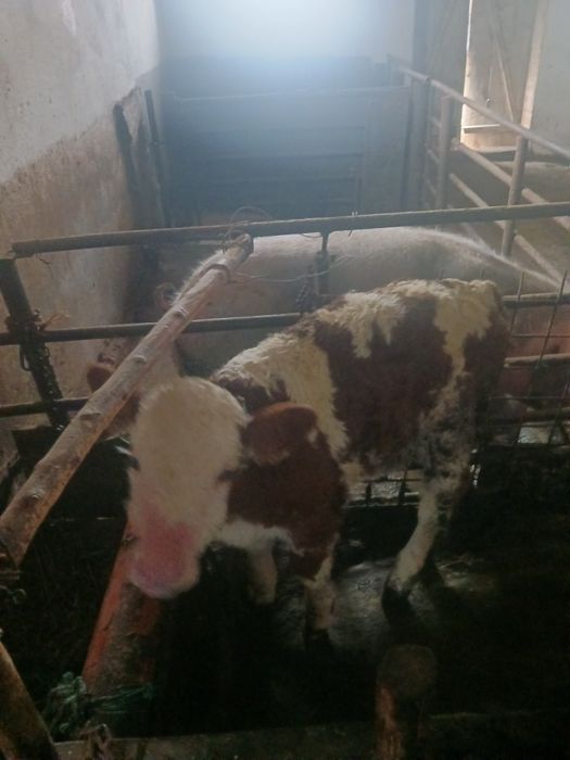 Vitica Baltata Românească