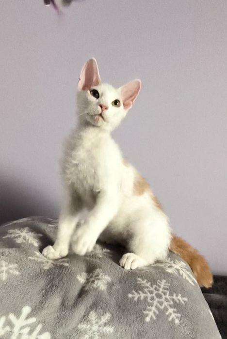 Браш кьдравокос момченце с родословие