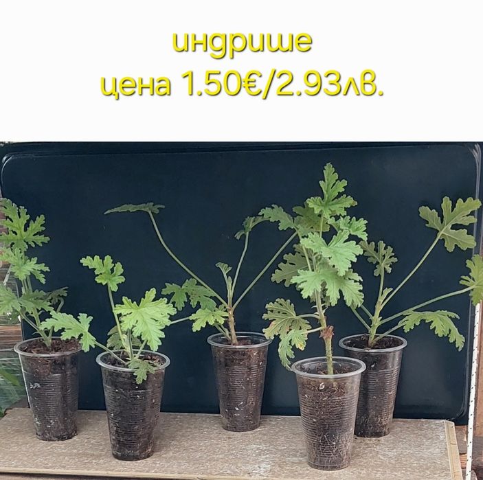 Стайни и градински растения на супер цени.