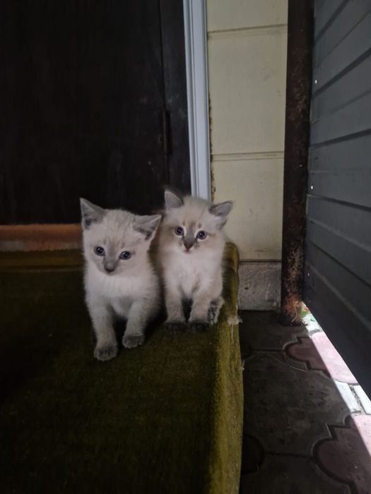Отдам котят в добрые руки