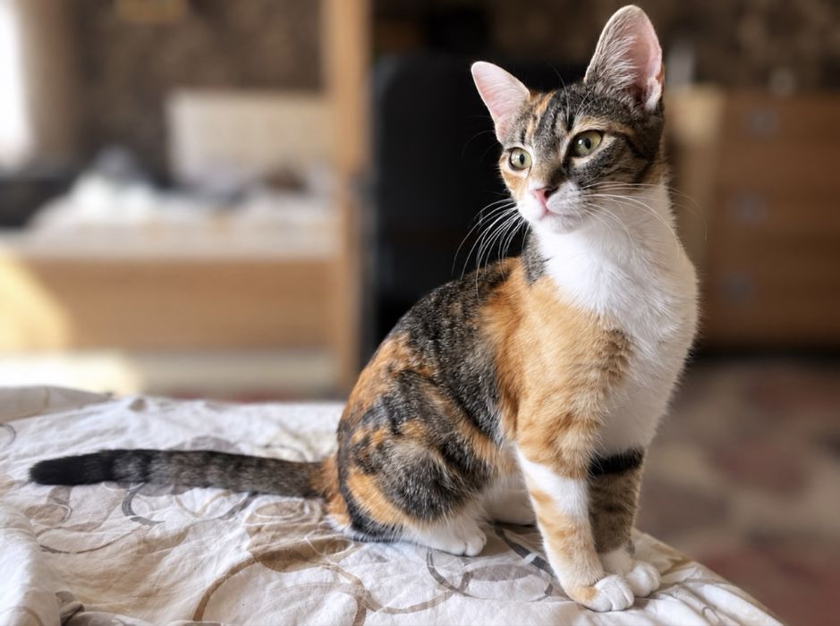 Подарявам котенце