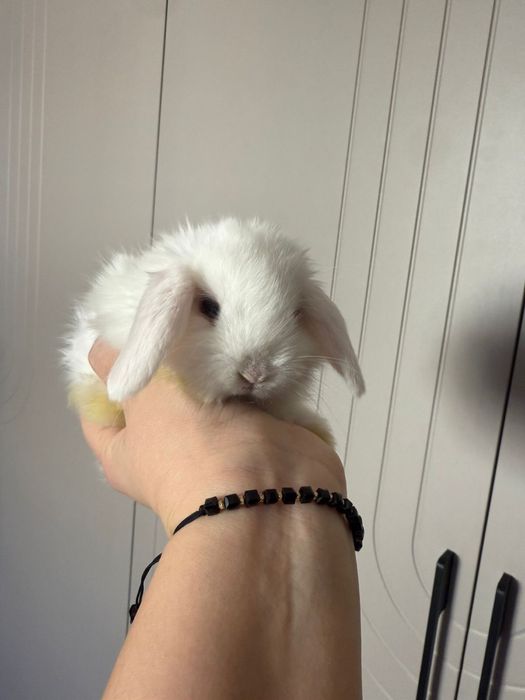 Продам декоративных кроликов