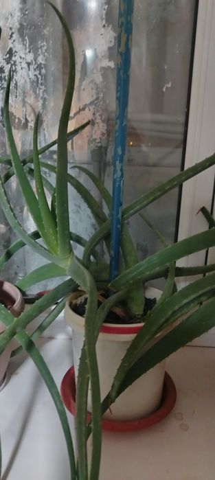 АЛОЭ Вера лечебное растение