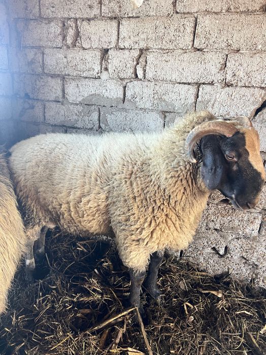 Berbec carabas sarbesc