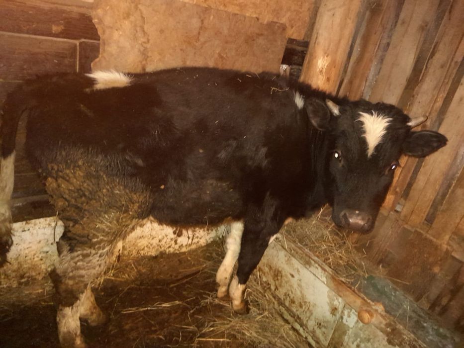 Продам быка 8 иесчцев