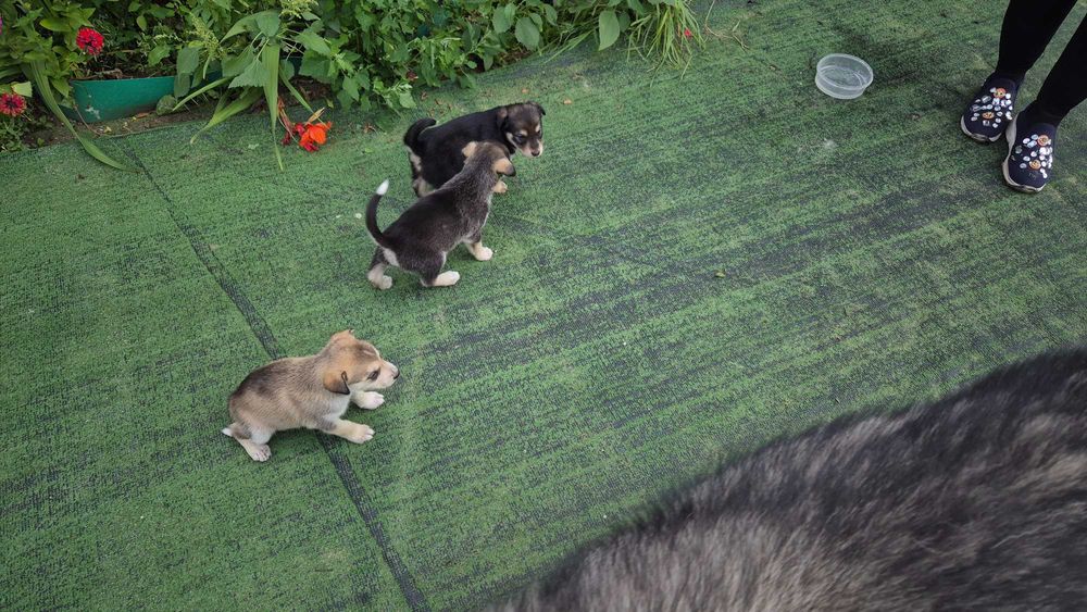 Щенки маламута бесплатно