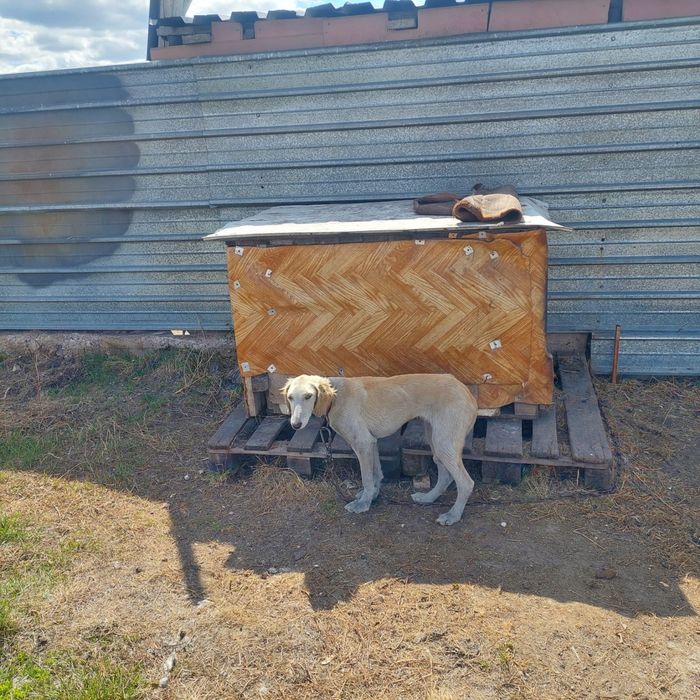 Қазақи тазы күшіктері