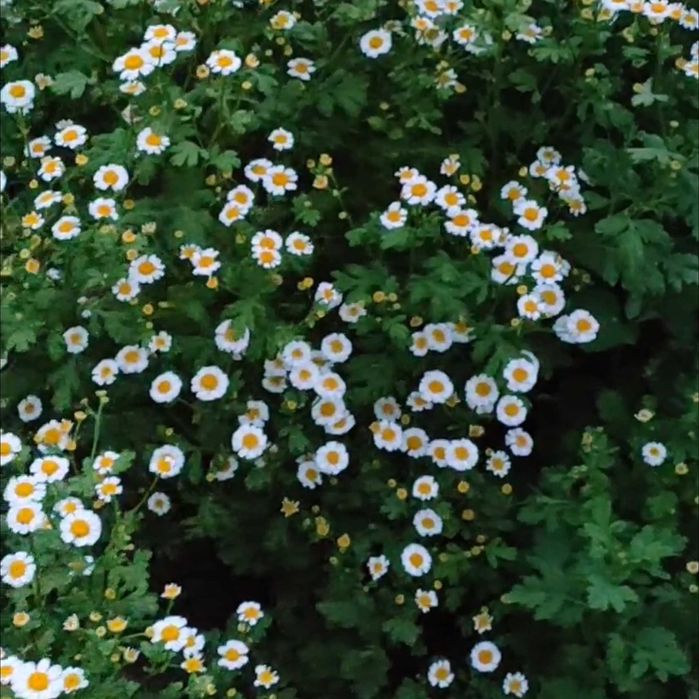 Ромашки. Букеты ромашек. Суперстойкие