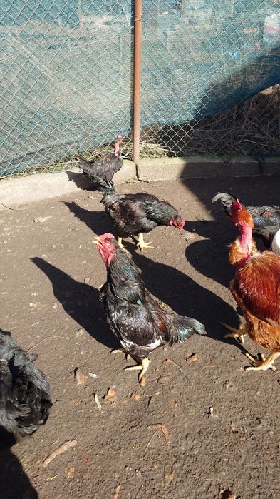 Vand Cocoș combatant Indian talie mare