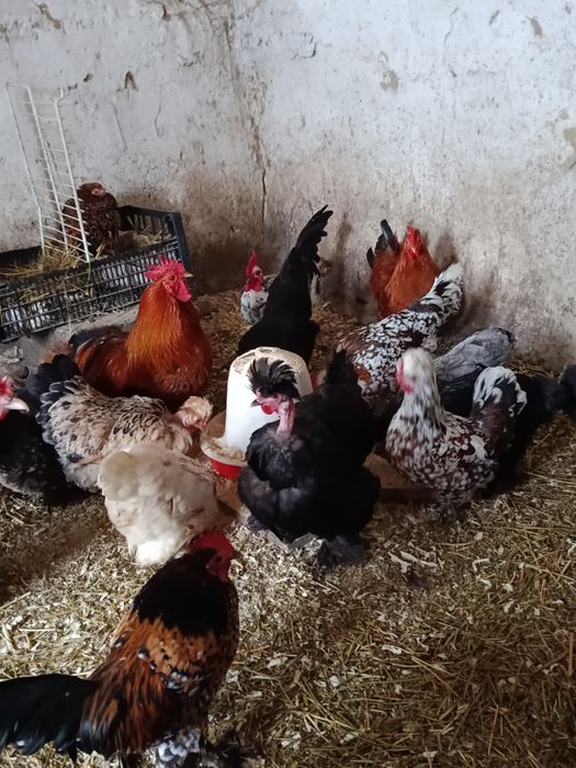 Oua pt incubat gaini pitice