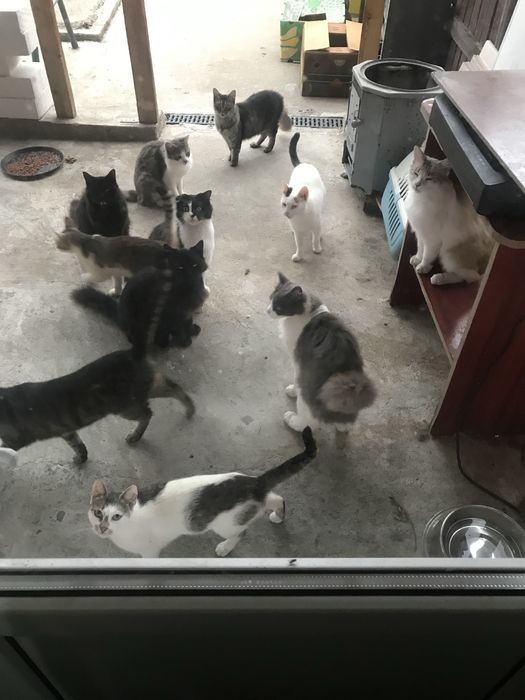 Donez pisici vaccinate , castrate