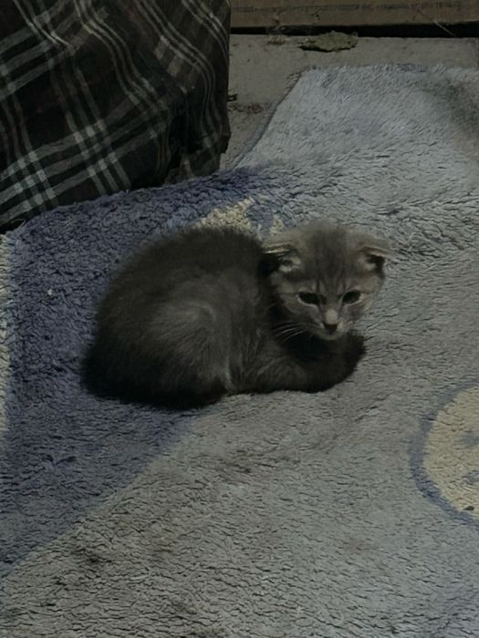 отдам котенка в добрые руки