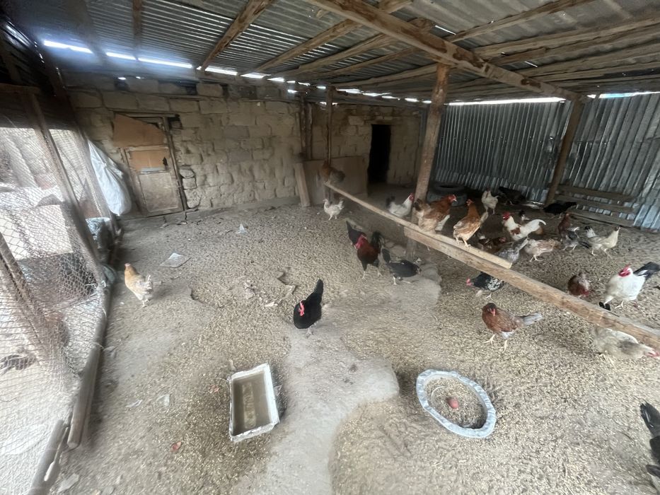 Тауықтар сатылады