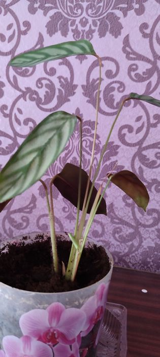 Ктенанта, Калитея, спатифиллум.