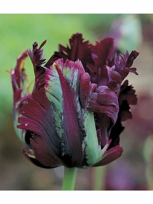 Тюльпаны луковицы