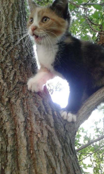 Отдам котят в хорошие руки