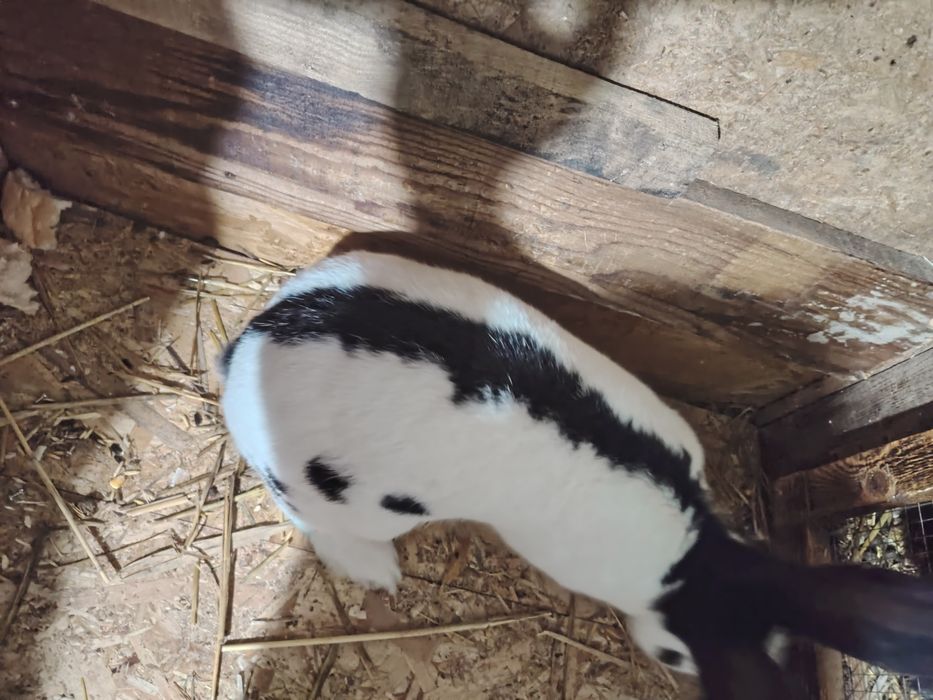 Vand pui de iepuri diferite rase sau masculi doar pentru Monte