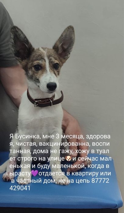 Щенок Собака в добрые руки