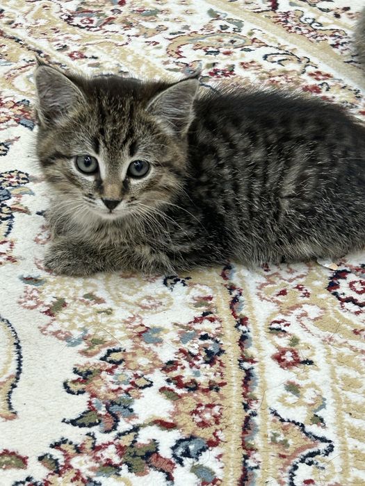 Отдам котенка мальчика  бесплатно