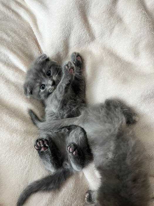 Продаю котят вислаушки