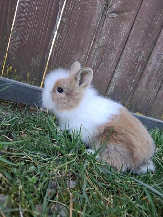 Vând iepuri din rasa cap de leu pitic