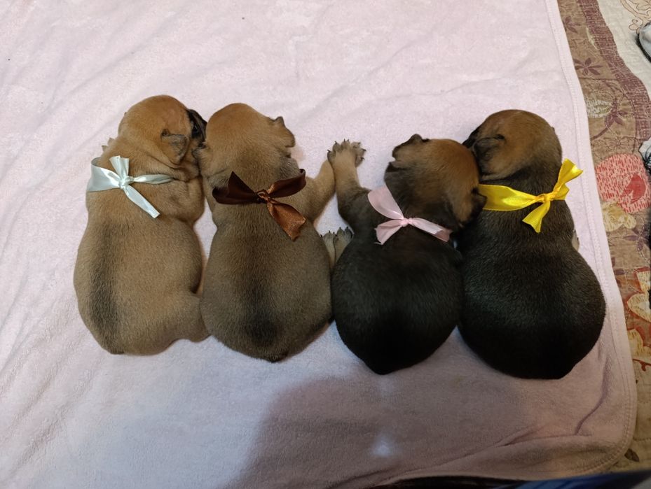 Продам щенков французского бульдога(Бронь)