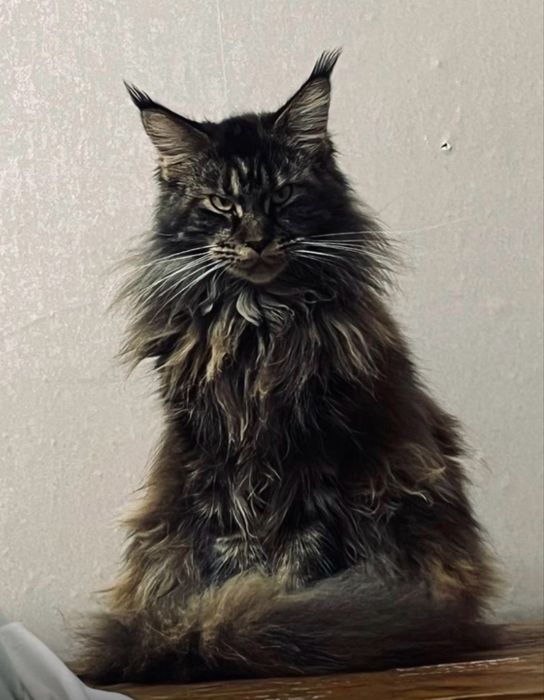 Котенок мейн кун девочка 30к