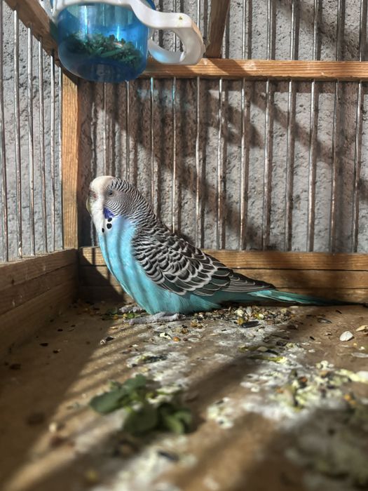 Папугай волнисти 1пар